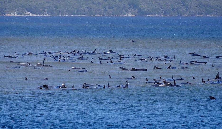 Un banco de arena frente a las costas de Tasmania, el causante. (AFP)