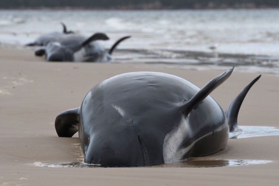 Hace 20 años otras 200 ballenas sufrieron el mismo desenlace. (Brodie WEEDING / AFP)
