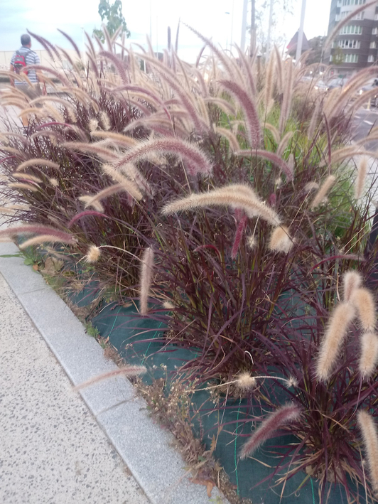Varias plantas de Pennisetum Setaceum que se encuentran en un paseo de San Inazio.