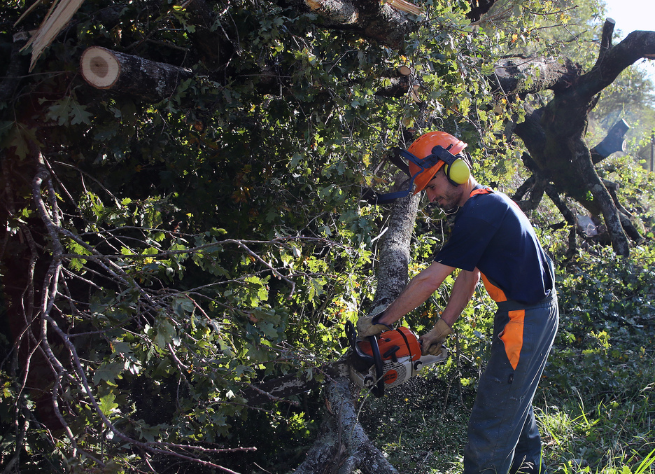 Bomberos retiran los árboles caídos en Baigorri. (Bob EDME/FOKU)