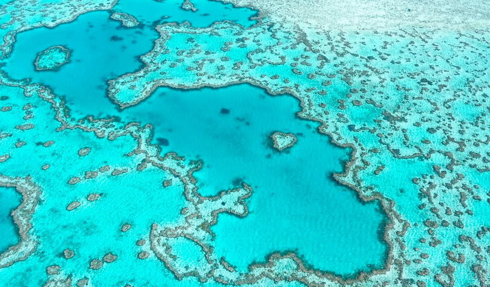 Descubren un arrecife de coral de 500 metros de altura en Australia