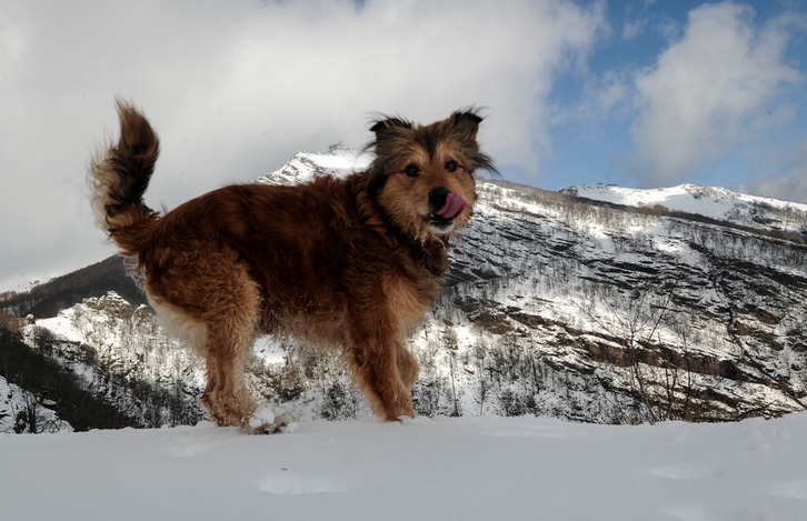 Perro en la nieve. (Jagoba MANTEROLA/FOKU).