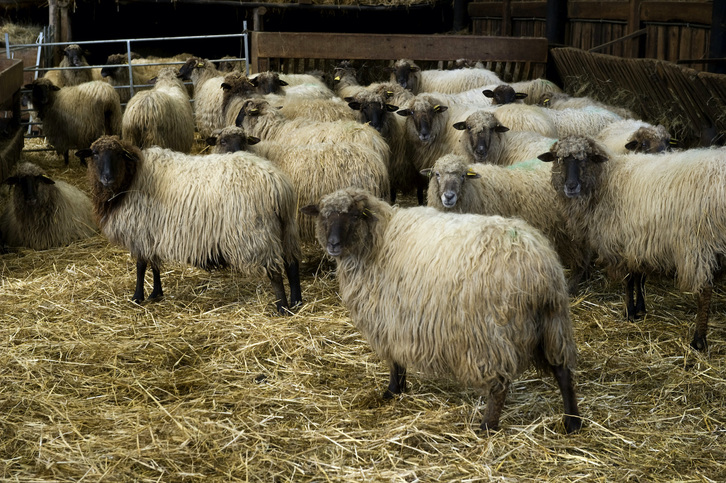 La Diputación foral de Gipuzkoa ha activado el protocolo contra la enfermedad lengua azul. (Luis JAUREGIALTZO/FOKU)