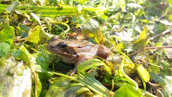 Baso-igel gorria. (ARANZADI)