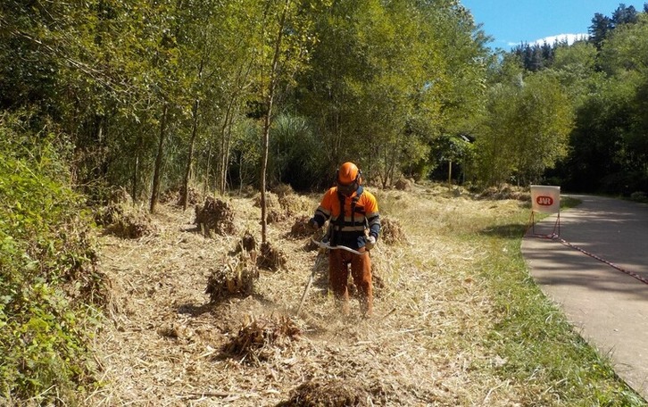 Retirada de plantas de Plumero de la Pampa en la margen del río Kadagua. (IREKIA)
