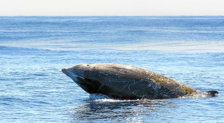 Zetazeoak aise ikus daitezke esuskal kostaldean.