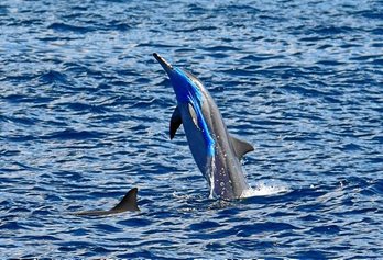 gara-2020-11-19-Noticia