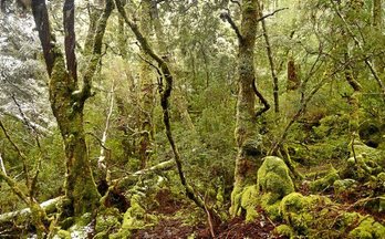 El aislamiento de Tasmania ha dejado una flora y una fauna endémica alucinante.