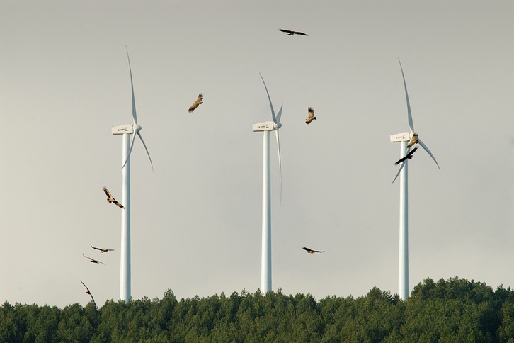 Buitres leonados volando en pleno parque eólico. (Iosu ANTON)