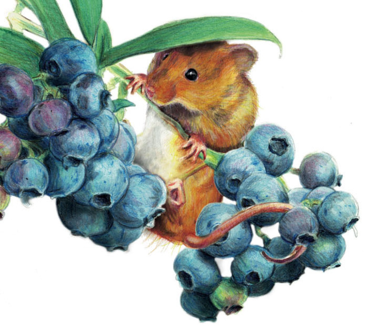 Uzta-sagua, karraskari guztien artean txikiena. (Gorostidi eta Sarralderen ilustrazioa. Erein)