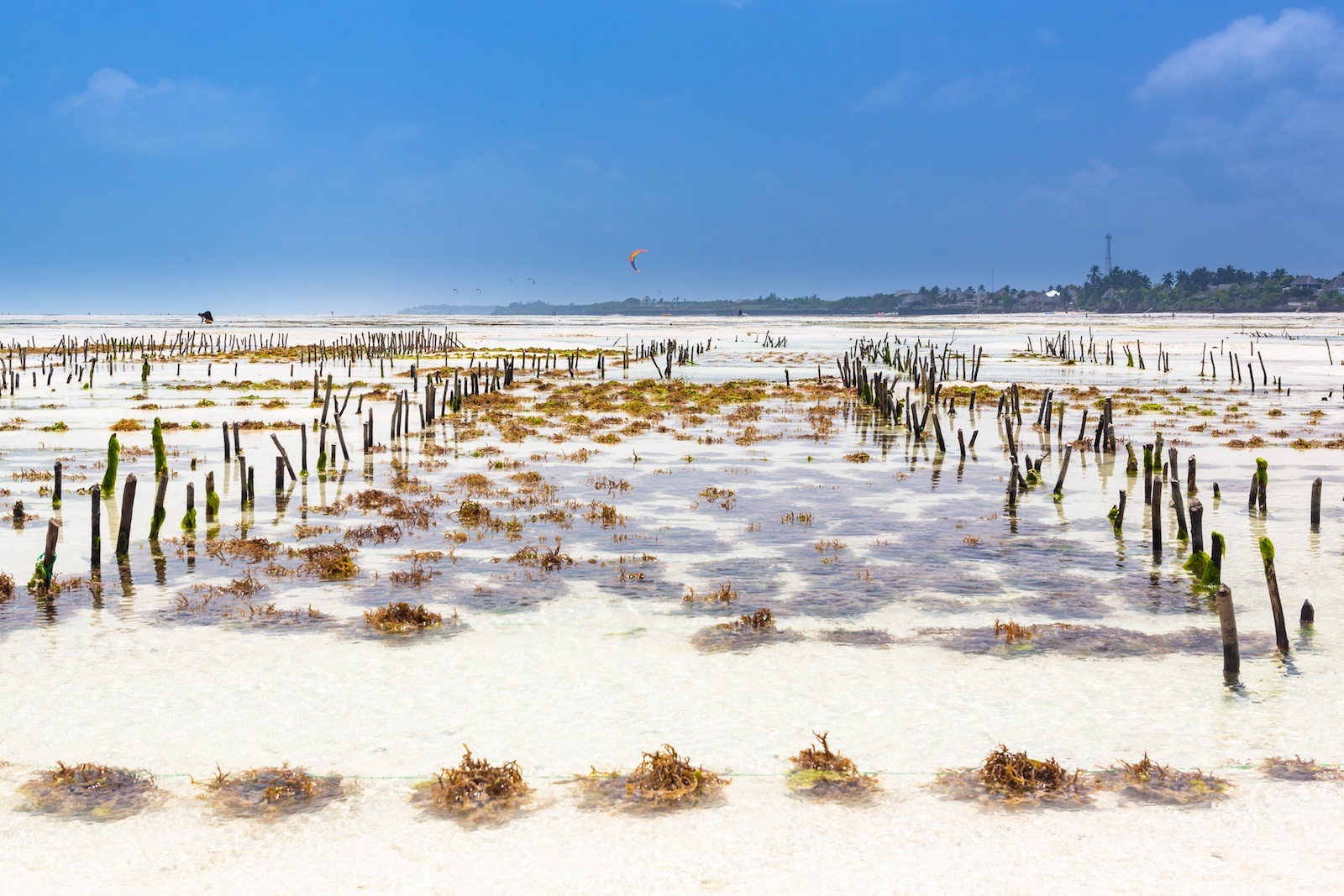Tanzania: Granjeras de algas en Zanzíbar (Océano Índico) Zanzibar1