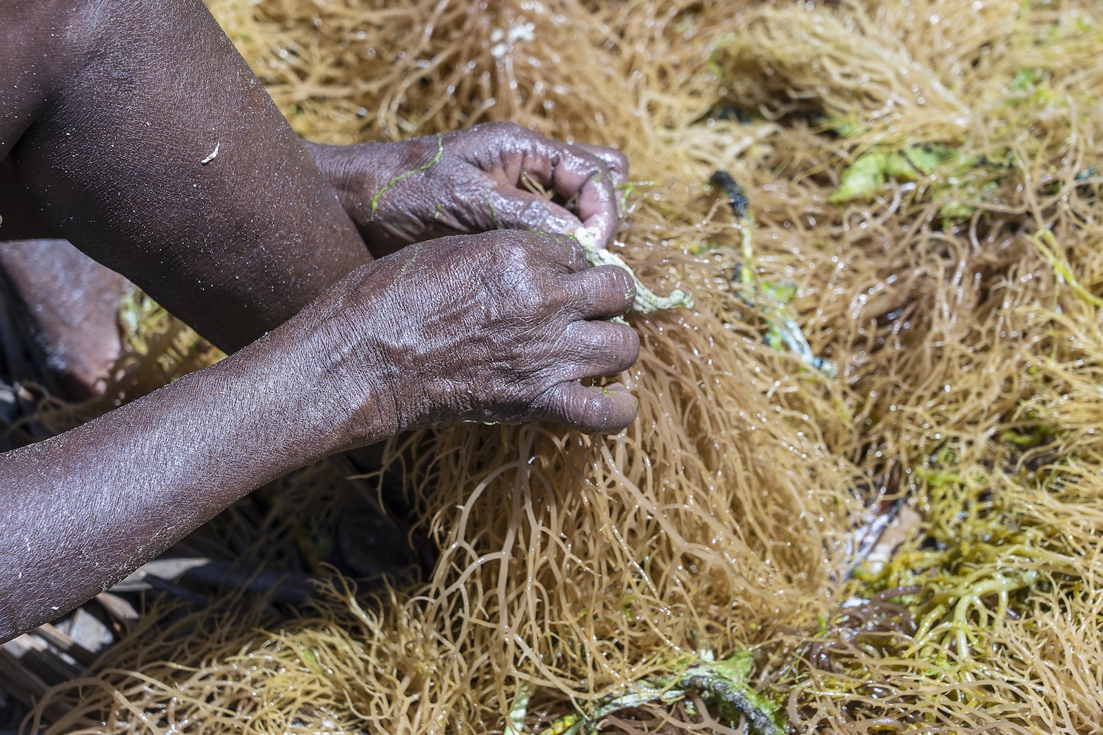 Tanzania: Granjeras de algas en Zanzíbar (Océano Índico) Zanzibar5
