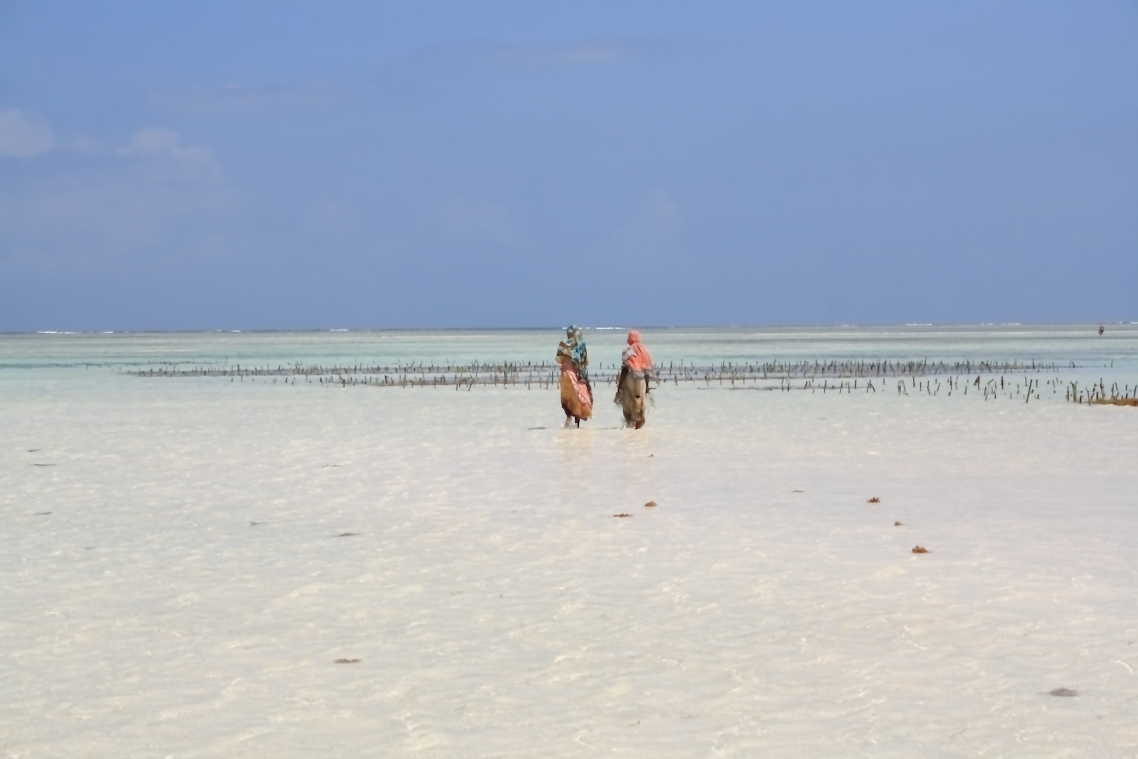 Tanzania: Granjeras de algas en Zanzíbar (Océano Índico) Zanzibar6