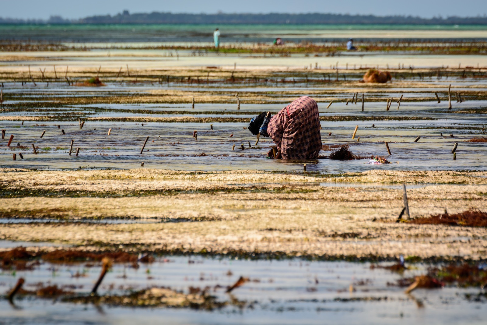 Tanzania: Granjeras de algas en Zanzíbar (Océano Índico) Zanzibar7