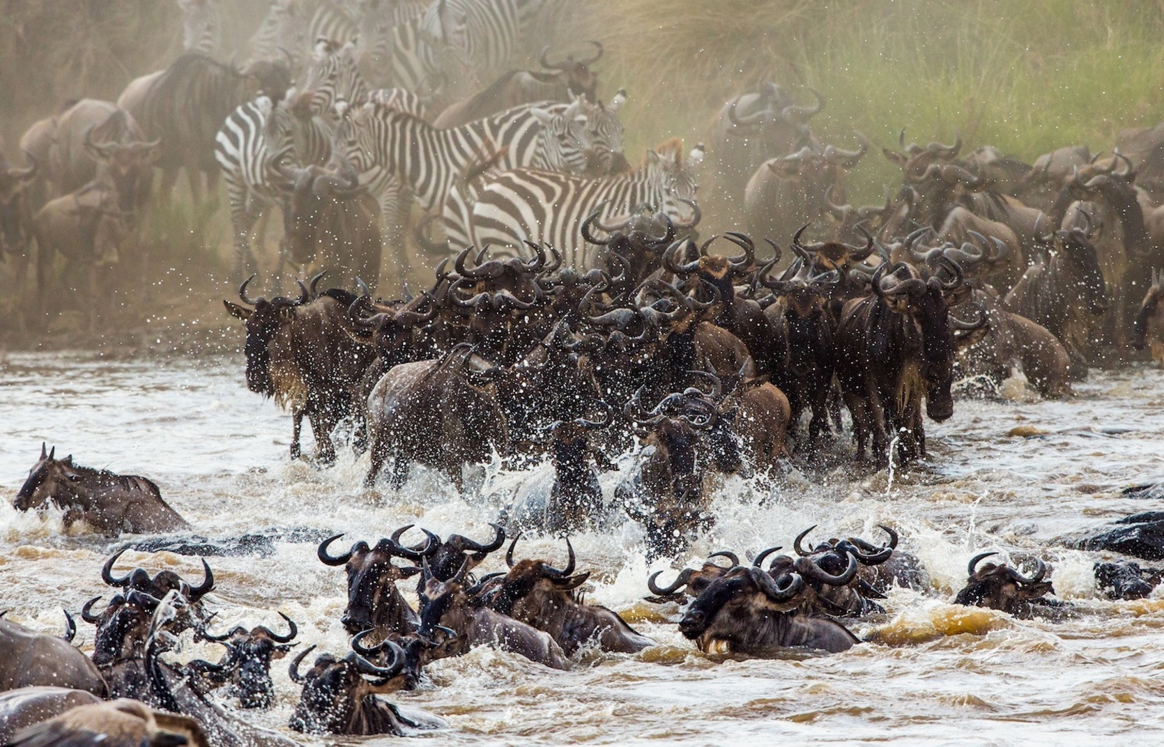 Un momento de la masiva migración de animales en Serengeti (GETTY IMAGES):