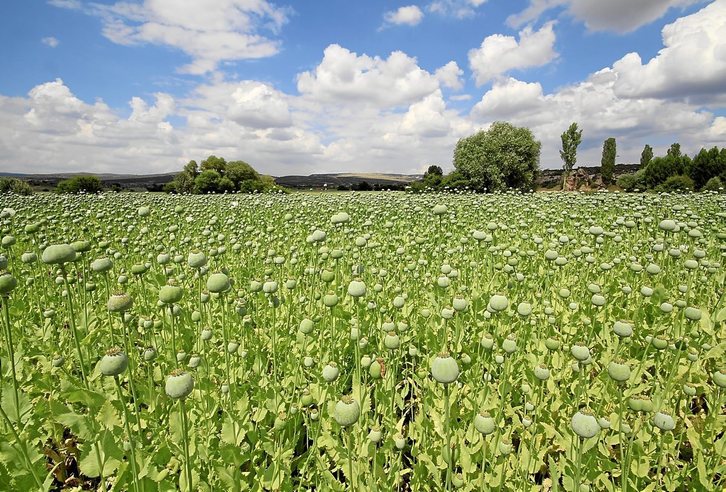 Mitxoleta zelai bat Afganistanen. AFP