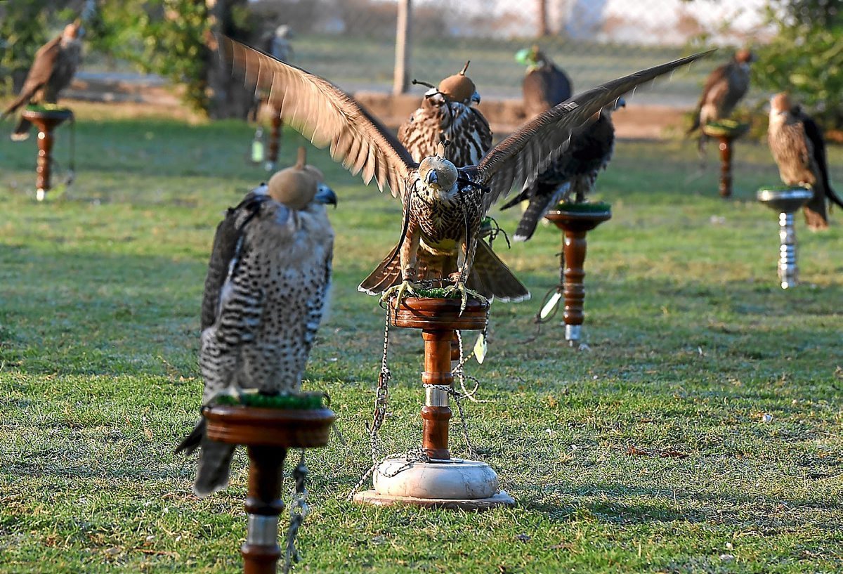 Tráfico de halcones para saciar la demanda del Golfo