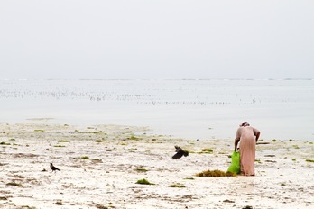 Granjeras del Océano. (GETTY IMAGES)