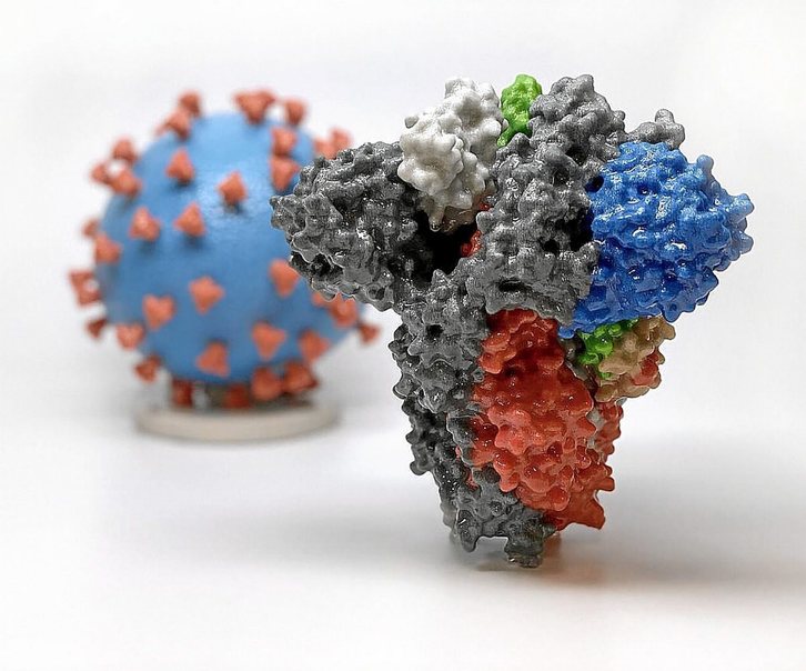 Reproducción de una espícula común y un coronavirus. (GISAID/AFP)