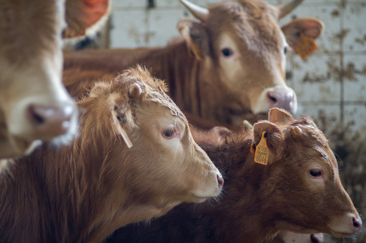 Betizus y «pottokas» ajenas a esta información. (Juan Carlos RUIZ/FOKU)