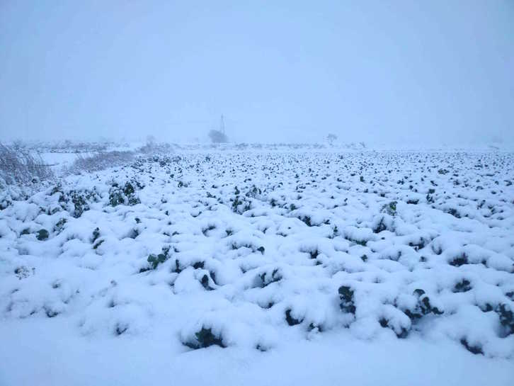 Plantación de alcachofas en Buñuel tras la nevada. (NAIZ)