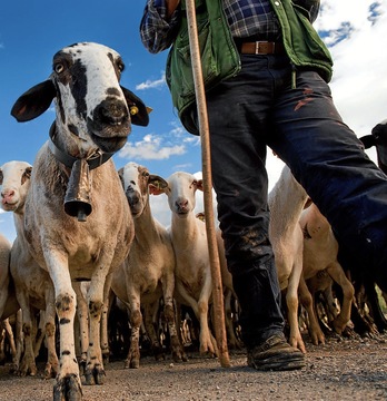 Un momento de la transhumacia.