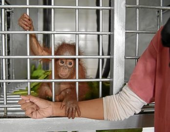 Orangutan kume bat.