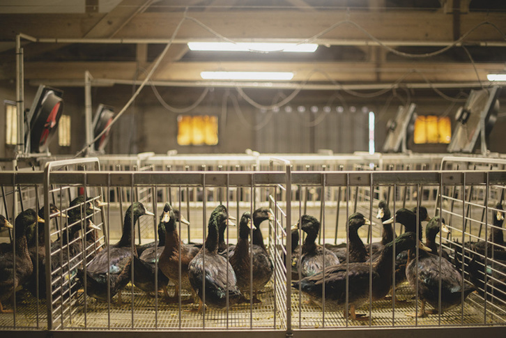 En la granja de Bidaxune se procederá a aislar durante dos semanas a los patos. (Guillaume FAUVEAU)