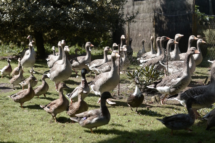 Hegaztiak hiltzea edo horiek ustiaketetan ixtea da frantziar Gobernuaren gripearen aurkako neurrietako bat. (Gaizka IROZ/AFP)