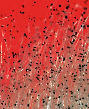 Kolore gorridun onddo erakargarria.