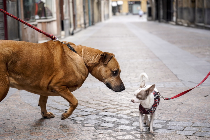 Dos perros se cruzan en una calle. (Marisol RAMÍREZ / FOKU)