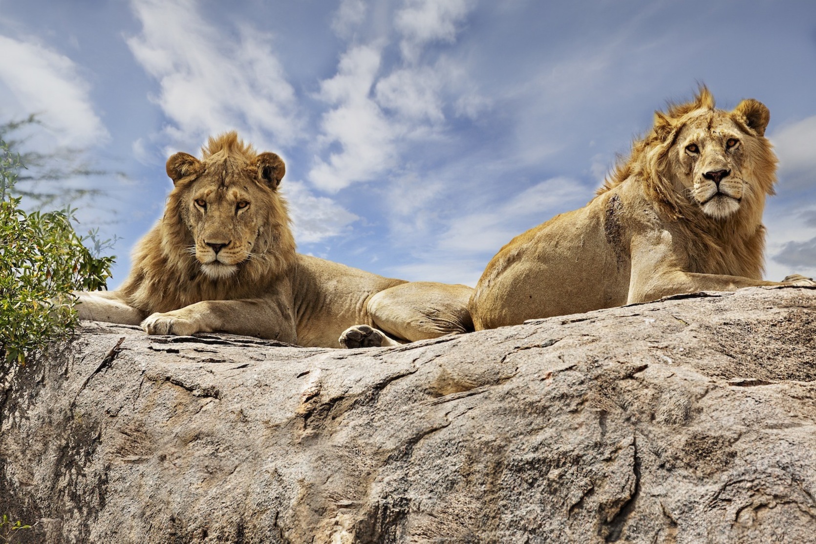 Lehoiak, Serengeti parkean. (GETTY IMAGES)