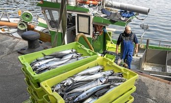 Iazko kanpainan harrapatutako berdela Pasaiko Portuan hartutako irudian. (Andoni CANELLADA/FOKU)