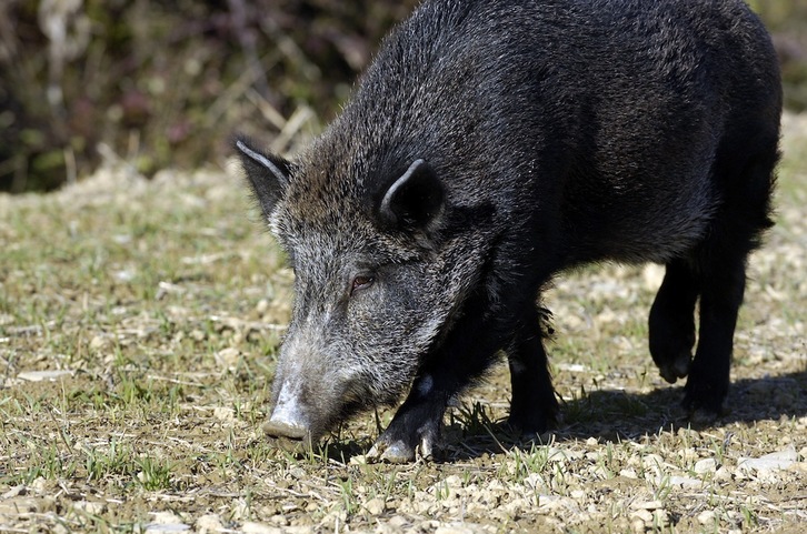 Los jabalíes, por peso y envergadura, provocan los mayores daños. (Jagoba MANTEROLA/FOKU)