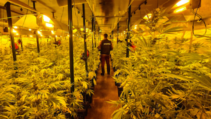 En el pabellón de Gueñes había 900 plantas de marihuana. (Ertzaintza)