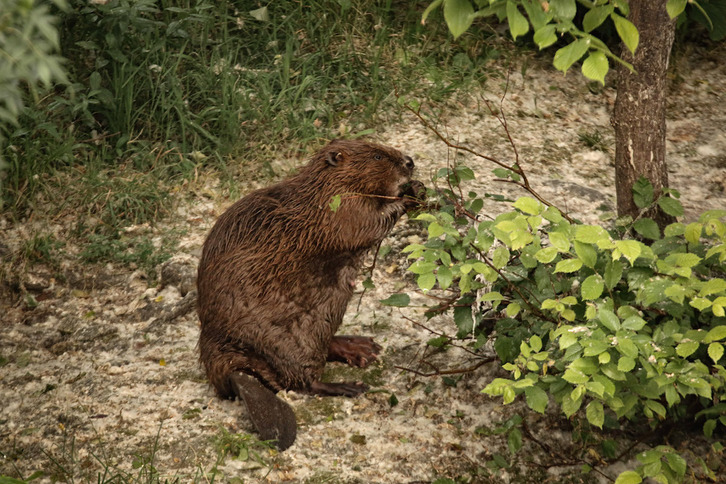 Un castor en las orillas del Arga. (MANCOMUNIDAD DE IRUÑERRIA)