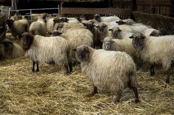 El Gobierno español ha establecido la realización de más análisis para la comercialización de leche cruda de oveja. (Luis JAUREGIALTZO/FOKU)