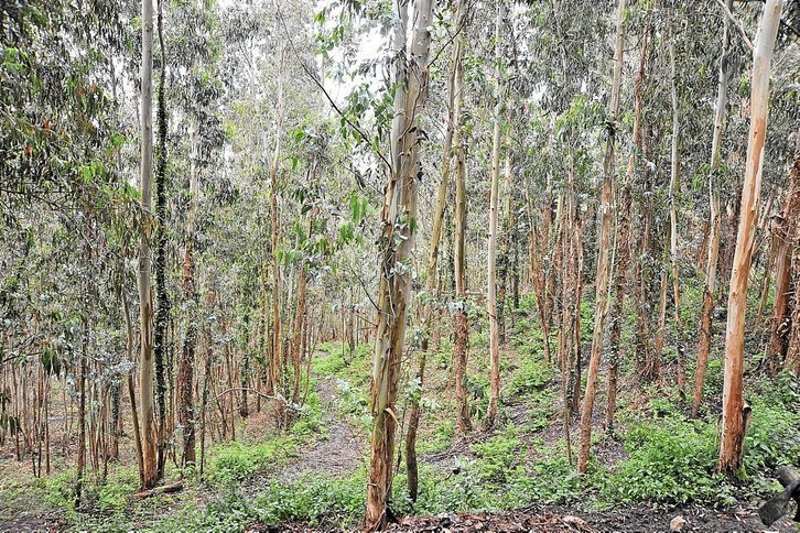 Bosque de eucaliptos de Euskal Herria. 