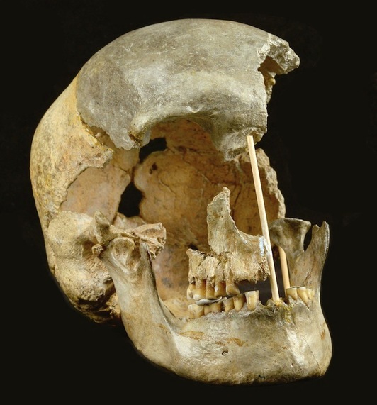 El cráneo de la mujer conocida como Zlatý kun, que tiene unos 45.000 años de antigüedad. (Museo Nacional de Praga - Martin FROUZ | AFP)
