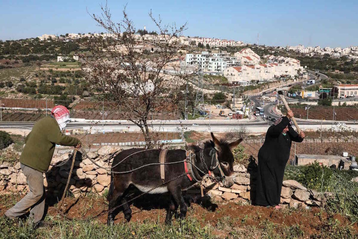 Palestinos trabajan en un huerto en Cisjordania, frente a una colonia israelí. (Hazem BADER/AFP) 