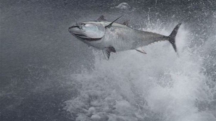 Atún atrapado en el Cantábrico por un anzuelo. (AZTI)