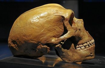 Neanderthal baten garezurra. (GETTY)