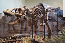 Tyrannosaurus rex baten eskeleto berreraikia