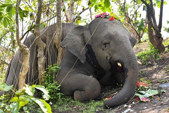 Elefante basati baten gorpu hila, soinean loreak dituela. (Biju BORO/AFP)