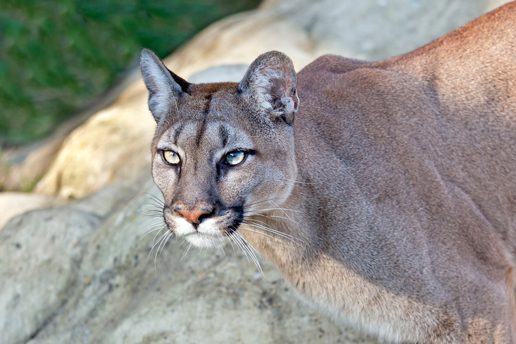 Un puma en el hábitat salvaje. (Getty)