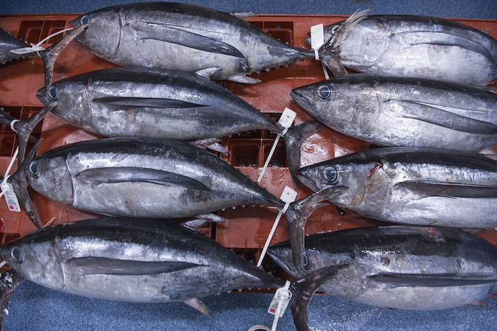 El proyecto trata de optimizar o sacar el máximo rendimiento de los restos del pescado. (Jon URBE/FOKU)