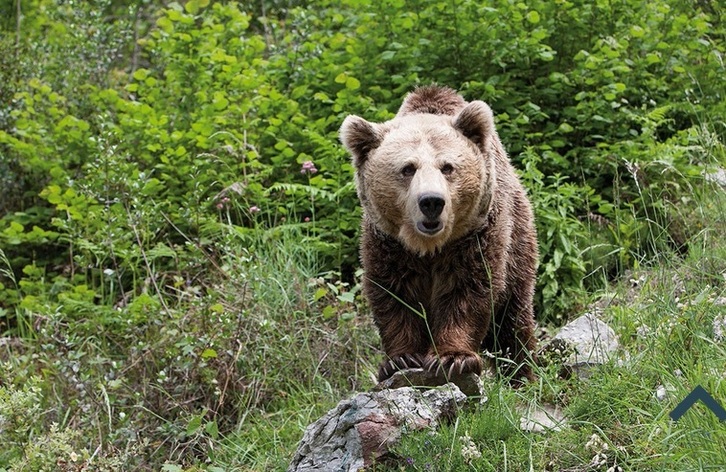 Un ejemplar de oso pardo, como el que protagonizó el incidente. (FUNDACIÓN OSO DE ASTURIAS)