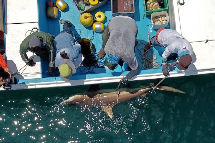 Los biólogos sujetan un tiburón. (Rodrigo BUENDIA / AFP)