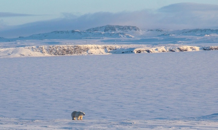 Un oso polar deambula frente a la costa del archipiélago de Nueva Zembla, entre el mar de Kara y el de Barents. (Parque Nacional del Ártico Ruso | AFP)