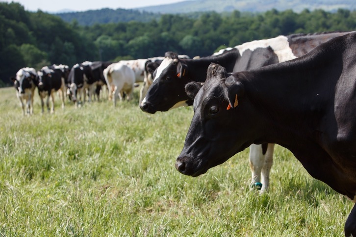 El proyecto que combina pastoreo ecológico y empleo social se desarrolla en una explotación de Orreaga que cuenta con 35 vacas. (GOBIERNO DE NAFARROA) 